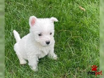 Ράτσα: Μαλτέζ - Maltese | Ηλικία: 2,5 μηνών | Φύλο: Αρσενικό | Αρ. Microchip: 209542367890 | Εκπαιδευμένο | Περιοχή: Αττική